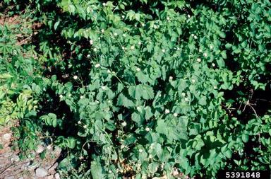 garlic mustard, Alliaria petiolata  (Capparales: Brassicaceae) - 5391848
