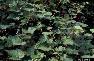 Amur peppervine, Ampelopsis brevipedunculata  (Rhamnales: Vitaceae) - 5391866