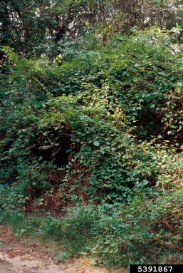 Amur peppervine, Ampelopsis brevipedunculata  (Rhamnales: Vitaceae) - 5391867