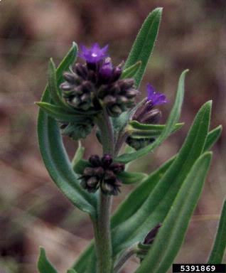 common bugloss, Anchusa officinalis  (Lamiales: Boraginaceae) - 5391869