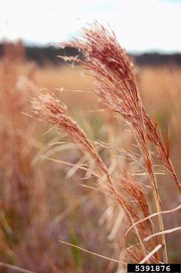 broomsedge bluestem, Andropogon virginicus  (Cyperales: Poaceae) - 5391876
