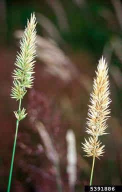 sweet vernalgrass, Anthoxanthum odoratum  (Cyperales: Poaceae) - 5391886