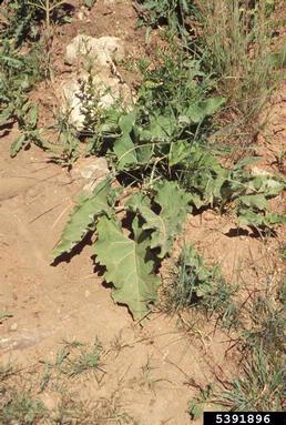 great burdock, Arctium lappa  (Asterales: Asteraceae) - 5391896