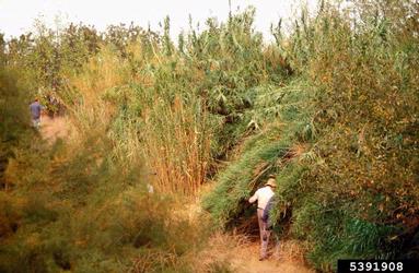 giant reed, Arundo donax  (Cyperales: Poaceae) - 5391908