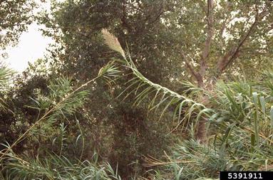 giant reed, Arundo donax  (Cyperales: Poaceae) - 5391911