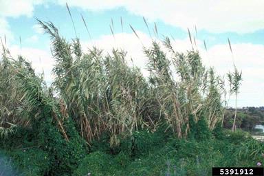giant reed, Arundo donax  (Cyperales: Poaceae) - 5391912