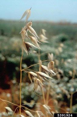 wild oat, Avena fatua  (Cyperales: Poaceae) - 5391924
