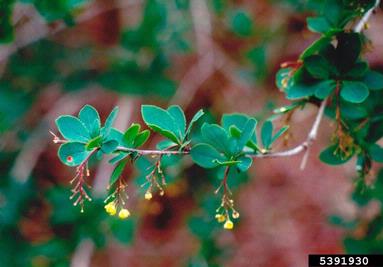 barberry, Berberis spp.  (Ranunculales: Berberidaceae) - 5391930