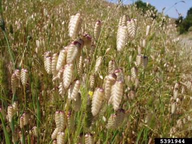 big quakinggrass, Briza maxima  (Cyperales: Poaceae) - 5391944