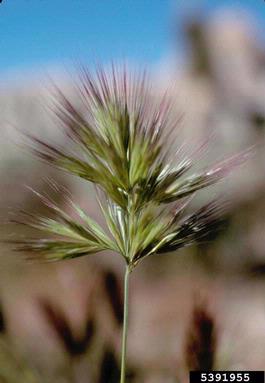 red brome, Bromus rubens  (Cyperales: Poaceae) - 5391955