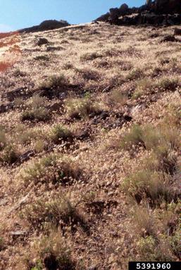 cheatgrass, Bromus tectorum  (Cyperales: Poaceae) - 5391960