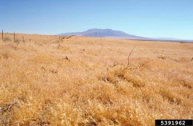 cheatgrass, Bromus tectorum  (Cyperales: Poaceae) - 5391962