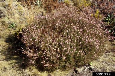 heather, Calluna vulgaris  (Ericales: Ericaceae) - 5391979