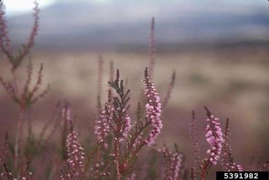 heather, Calluna vulgaris  (Ericales: Ericaceae) - 5391982