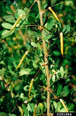 Siberian peashrub, Caragana arborescens  (Fabales: Fabaceae (Leguminosae)) - 5391984