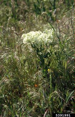 hoary cress, Lepidium draba  (Capparales: Brassicaceae) - 5391991