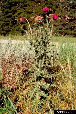 musk thistle, Carduus nutans  (Asterales: Asteraceae) - 5391995