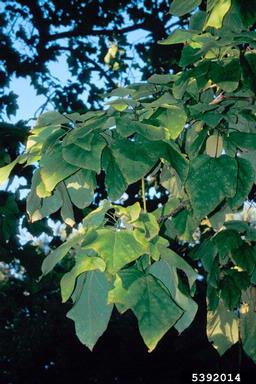 southern catalpa, Catalpa bignonioides  (Scrophulariales: Bignoniaceae) - 5392014