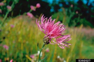 spotted knapweed, Centaurea stoebe ssp. micranthos (Asterales: Asteraceae) - 5392027