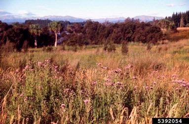 Canada thistle, Cirsium arvense  (Asterales: Asteraceae) - 5392054