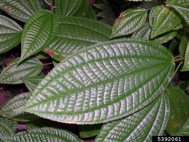 soapbush, Clidemia hirta  (Myrtales: Melastomataceae) - 5392061