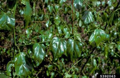 Asian nakedwood, Colubrina asiatica  (Rhamnales: Rhamnaceae) - 5392063