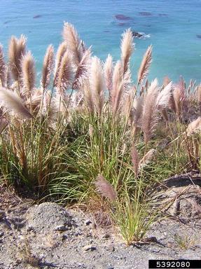 purple pampasgrass, Cortaderia jubata  (Cyperales: Poaceae) - 5392080