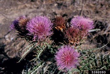 cardoon, Cynara cardunculus  (Asterales: Asteraceae) - 5392093
