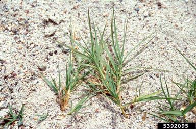 bermudagrass, Cynodon dactylon  (Cyperales: Poaceae) - 5392095