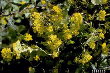 cape ivy, Delairea odorata  (Asterales: Asteraceae) - 5392113