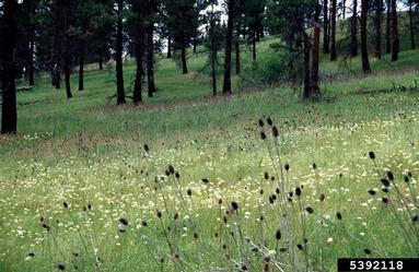 common teasel, Dipsacus fullonum  (Dipsacales: Dipsacaceae) - 5392118