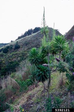 pride of Madeira, Echium candicans  (Lamiales: Boraginaceae) - 5392121