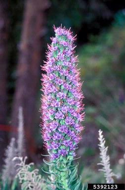 pride of Madeira, Echium candicans  (Lamiales: Boraginaceae) - 5392123