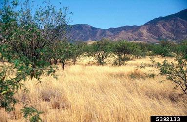 Lehmann lovegrass, Eragrostis lehmanniana  (Cyperales: Poaceae) - 5392133
