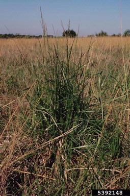 tall fescue, Festuca arundinacea  (Cyperales: Poaceae) - 5392148