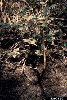 edible fig, Ficus carica  (Urticales: Moraceae) - 5392150