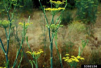 fennel, Foeniculum vulgare  (Apiales: Apiaceae) - 5392156