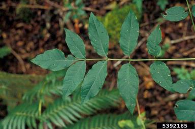 shamel ash, Fraxinus uhdei  (Scrophulariales: Oleaceae) - 5392165