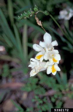freesia, Freesia spp.  (Liliales: Iridaceae) - 5392172