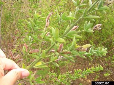French broom, Genista monspessulana  (Fabales: Fabaceae (Leguminosae)) - 5392180