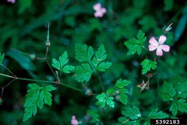 herb-robert, Geranium robertianum  (Geraniales: Geraniaceae) - 5392183