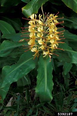Kahila garland-lily, Hedychium gardnerianum  (Zingiberales: Zingiberaceae) - 5392187
