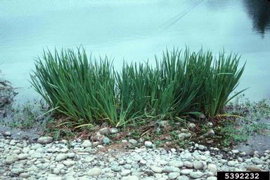 yellowflag iris, Iris pseudacorus  (Liliales: Iridaceae) - 5392232