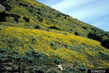 Dyer's woad, Isatis tinctoria  (Capparales: Brassicaceae) - 5392233