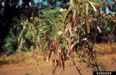white leadtree, Leucaena leucocephala  (Fabales: Fabaceae (Leguminosae)) - 5392259