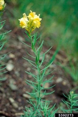 yellow toadflax, Linaria vulgaris  (Scrophulariales: Scrophulariaceae) - 5392273