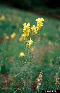 yellow toadflax, Linaria vulgaris  (Scrophulariales: Scrophulariaceae) - 5392275