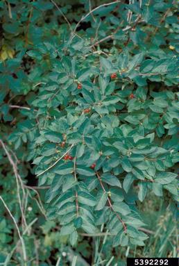 exotic bush honeysuckles, Lonicera spp.  (Dipsacales: Caprifoliaceae) - 5392292