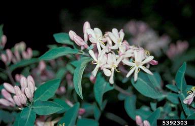 Tatarian honeysuckle, Lonicera tatarica  (Dipsacales: Caprifoliaceae) - 5392303