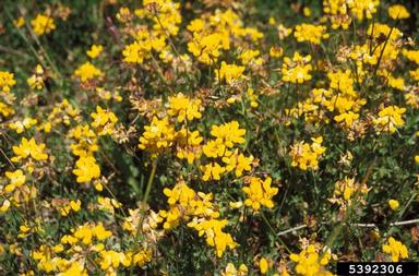 birdsfoot trefoil, Lotus corniculatus  (Fabales: Fabaceae (Leguminosae)) - 5392306